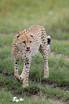 pikavippi ilman vakituista osoitetta