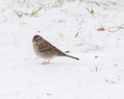 parhaat nettikasinopelit