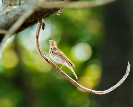 finnair palkintopisteet voimassa