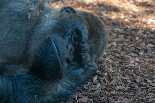 svea rahoitus luottotiedottomalle