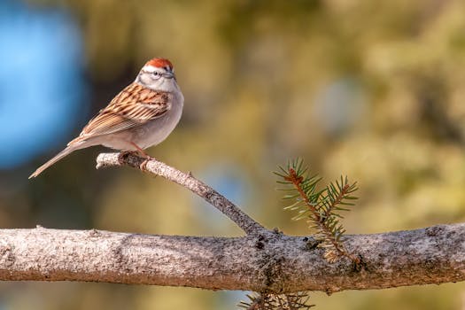 niko soininen pokeri tulot