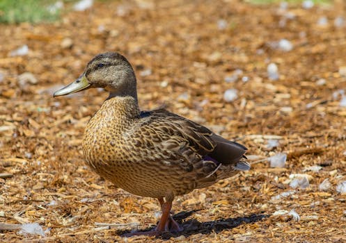 paysafecard mastercard kokemuksia