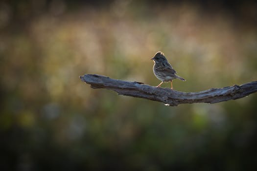 osamaksu ilman luottotietoja