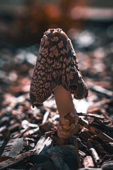 skol casino kokemuksia